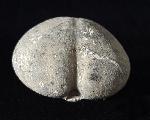 Micraster glyphus SCHLTER 1869 - Bild © FossNet FossilienStore